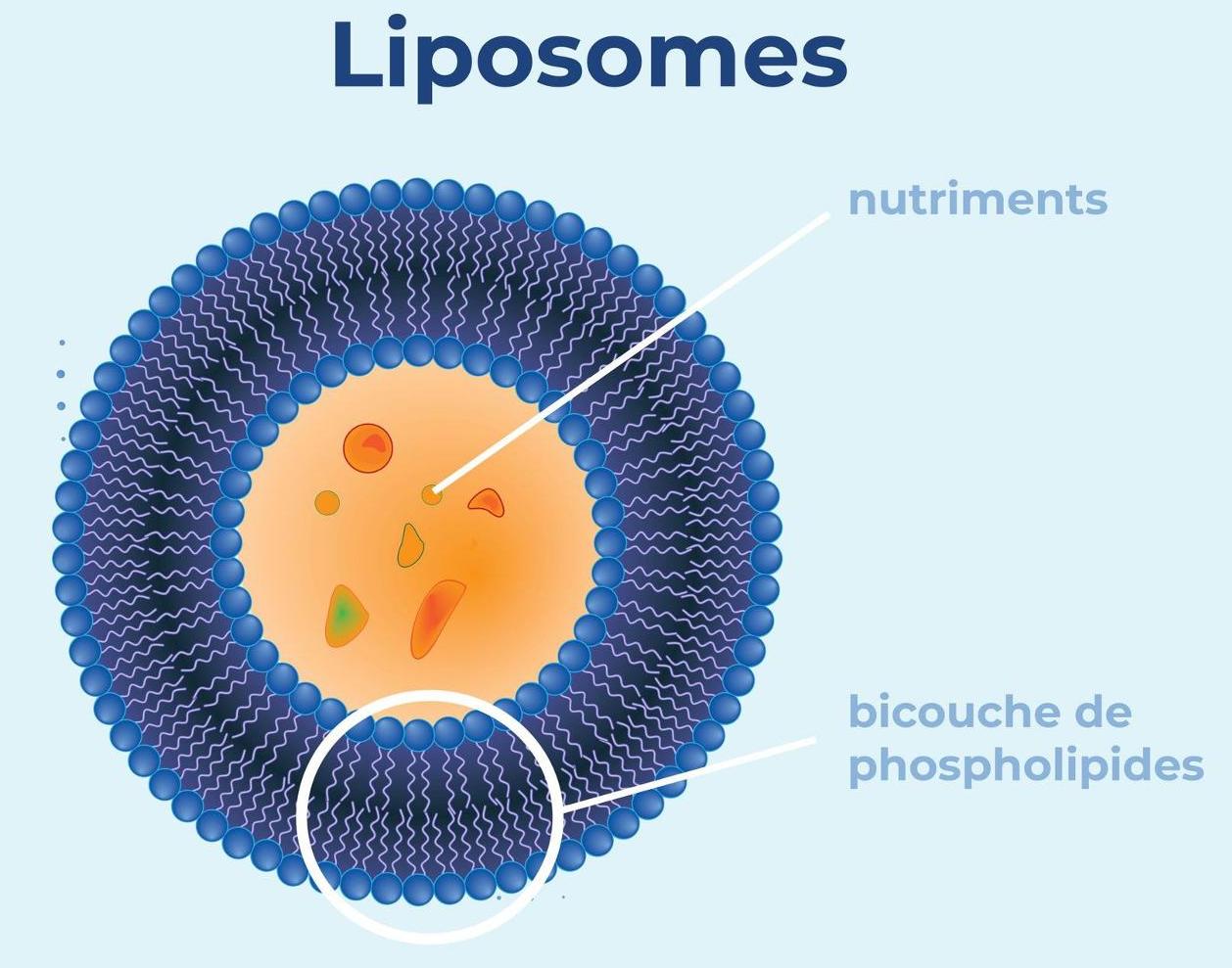liposome