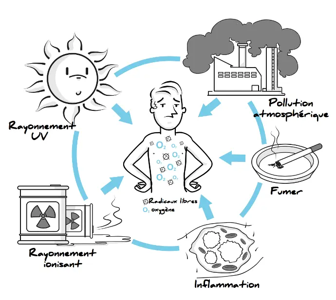Schéma des dommages causés par les radicaux libres