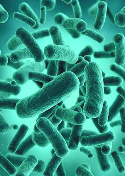 microbiote intestinal,